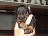 Dobermann Eden´s Andor *Ando*