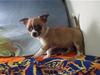 Chihuahua ;- Ricky-;