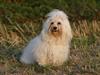 Bichon havanais Milou