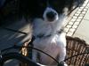 Jack russell terrier mix Manfred