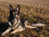Schæferhund buller R.I.P.