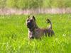Dogo canario Nova