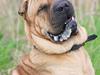 Shar pei cosmo *død*