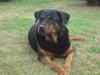 Rottweiler Bianca