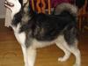 Alaskan malamute Ron