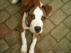 Amerikansk staffordshire terrier Keiko