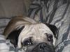 Mops Maxx