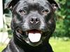 Staffordshire bull terrier "Anton" (Kronsäter)