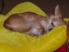 Chihuahua samson