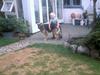 Schæferhund Zita [ Himmelhund]