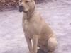 Blanding af racer Rocko