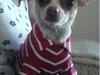 Chihuahua Chanel
