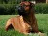 Bullmastiff Bertil