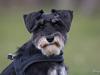 Dvaergschnauzer * ( `´SINDY`´ ) * RIP 25.07.13 [ Himmelhund]
