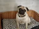 Mops Freja  2005  R.I.P.