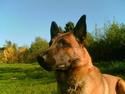 Malinois Gallus
