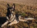 Schæferhund buller R.I.P.