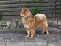 Eurasier Casey (død juni 2011)