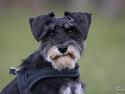 Dvaergschnauzer * ( `´SINDY`´ ) * RIP 25.07.13