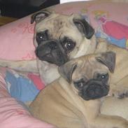 Mops Freja 2005 R.I.P.