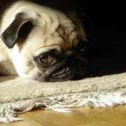 Mops Freja 2005 R.I.P.
