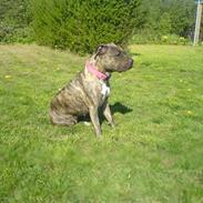 Amerikansk staffordshire terrier Zera(ny ejer Janni)