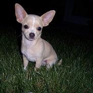 Chihuahua Shorty