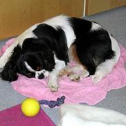 Cavalier king charles spaniel Cobra