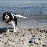 Cavalier king charles spaniel Cobra