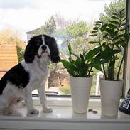 Cavalier king charles spaniel Cobra
