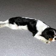 Cavalier king charles spaniel Cobra