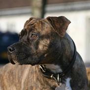 Amerikansk staffordshire terrier Diana