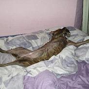 Amerikansk staffordshire terrier Diana