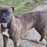 Amerikansk staffordshire terrier Diana
