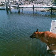 Malinois Gallus