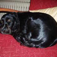 Cocker spaniel Molly