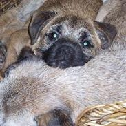 Border terrier Lutra's Victory ( Vicks )