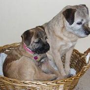 Border terrier Lutra's Victory ( Vicks )