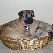 Border terrier Lutra's Victory ( Vicks )