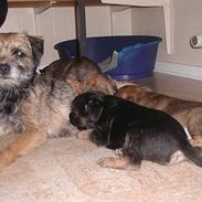 Border terrier Lutra's Victory ( Vicks )