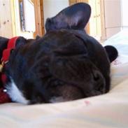 Fransk bulldog tusnelda