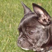 Fransk bulldog tusnelda