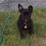 Fransk bulldog tusnelda