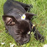 Fransk bulldog tusnelda