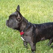 Fransk bulldog tusnelda