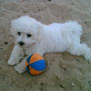 Bichon à poil frisé Sweetie