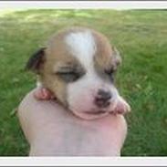 Jack russell terrier bobbine