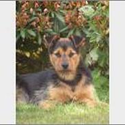 Jack russell terrier bobbine