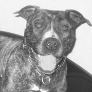Amerikansk staffordshire terrier  'Molly' R.I.P 
