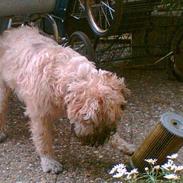 Irish softcoated wheaten terrier Bess [R.I.P.]